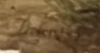 The Return of the Herd